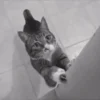 protectioncontrelesgriffespourchat